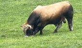 Trail Walking Recoules-d'Aubrac - Recouverte - Photo 2