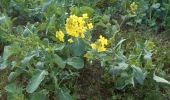 Tour Wandern Clères - 20230406-Cleres les  jonquilles  - Photo 6