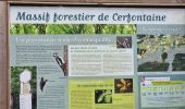 Tocht Stappen Cerfontaine - massif forestier de Cerfontaine  - Photo 2