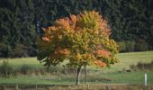 Tour Wandern Winseler - 20211017 - Doncols 8.4 Km - Photo 15