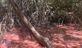 Excursión Marcha nórdica La Trinité - Usine du Galion - les étangs - mangrove  Woz  - Photo 3