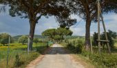 Percorso A piedi Magliano in Toscana - C1 Salto del Cervo - Photo 2