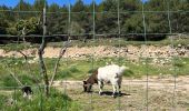 Percorso  Calvisson - Balade entre Calvisson et Aigues Vives - Photo 16