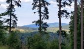 Trail Horseback riding Mollkirch - 2020-07-14 Picnic Jaegertannel Fransluhr Guirbaden  - Photo 2