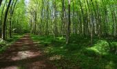 Randonnée V.T.T. La Hulpe - VTT sur la forêt de soignes - Photo 7