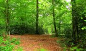 Tocht Stappen Coyolles - en forêt de Retz_78_les rayons du Rond Capitaine - Photo 7