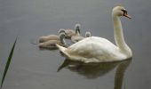 Percorso A piedi Forchheim - Forchheim-Bammersdorf-Rettern - Photo 1