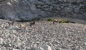 Tocht Stappen Le Reposoir - BARGY: COL D'ENCRENAZ - PETIT BARGY - TETE DES BECUS - Photo 4