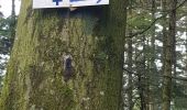 Tocht Stappen Allarmont - Balades féeriques des roches  - Photo 11