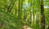 Tour Wandern Kiischpelt - Kautenbach - Sentier local KI 2 - Photo 11