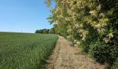Trail Walking Azay-sur-Cher - Azay-sur-Cher - Brandon Truyes le Grais - 23.7km 185m 5h25 (50mn) - 2025 05 18 - Photo 12