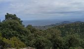 Trail Walking Argelès-sur-Mer - massane - Photo 1