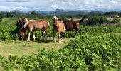 Trail Walking Hasparren - Haitzader boucle courte - Photo 10