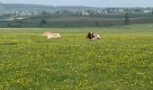 Tour Wandern Libramont-Chevigny - Bras-Freux - Photo 6