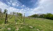 Trail Walking Mons - Abbaye de Saint-Denis et son vignoble (ADEPS) - Photo 19