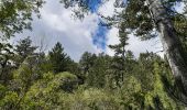 Tour Wandern Embrun - rando suf le mpny guillaume montée par le torrent de Marthe  descentr par la route forestière de bois de  Vezin   - Photo 17