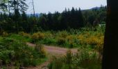 Tocht Stappen Ramonchamp - Ferdrupt / Les etangs noirs / Chalet Grammont / Chalet de l'alouette  - Photo 10