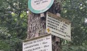Excursión Senderismo Dambach-la-Ville - Les rochers du Dachfirst - Photo 3