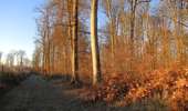 Randonnée Marche Saint-Jean-aux-Bois - en forêt de Compiègne_33_les Tournantes de l'étang Saint-Jean et des Prés Saint-Jean - Photo 8