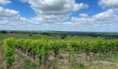 Excursión Senderismo Sauternes - Châteaux de Sauternes - Photo 10