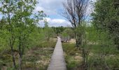 Trail Walking Vielsalm - rando ornitho fagnes de sacrawé petite taille 20-05-20023 - Photo 9