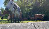Trail Walking Soignies - Thieusies Rando des châteaux et moulins - Photo 20