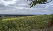 Randonnée Marche Champigny-sur-Veude - Champigny-sur-Veude - Richelieu Chaveignes - 23.2km 180m 5h15 (50mn) - 2024 09 10 - Photo 16