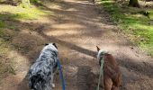Trail Walking Libramont-Chevigny - Cani trail 5km avec raccourcis  - Photo 4