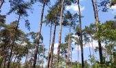 Tocht Stappen Hechtel-Eksel - Promenade vers la piste dans les arbres  - Photo 15