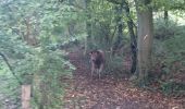 Tocht Stappen Limburg - Hevremont Baelen  - Photo 2