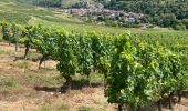 Trail Walking Cerdon - Cedron  - Photo 10