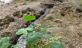 Tocht Te voet Telde - Barranco de los Cernícalos - Photo 3