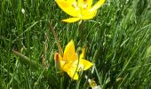 Tocht Stappen Beuil - Tête de Pommier Baisse de Clari les Cluots Giarons par Pinea - Photo 5