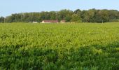 Tocht Stappen Zinnik - Promenade Piedescaus Naast et visite Dolmens Soignies - Photo 5