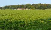 Trail Walking Soignies - Promenade Piedescaus Naast et visite Dolmens Soignies - Photo 5