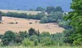 Trail On foot Stoumont - 8. Promenade du Rofthier - Photo 1