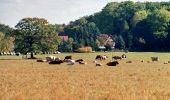 Trail On foot Sangerhausen - DE-Gelber Balken - Photo 10