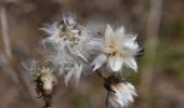 Tour Wandern Winseler - 20211017 - Doncols 8.4 Km - Photo 4