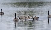 Tour Wandern Eijsden-Margraten - 20240523 - Balade ornithologique Oost Maarland - 2.2 Km - Photo 10