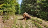 Tour Wandern Unknown - Le pic de Savis - Photo 9