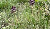 Tour Wandern Villasavary - Sentier des orchidées JLC1 - Photo 4