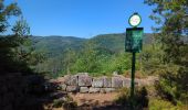 Trail Walking Ottrott - Le circuit des 5 châteaux - Photo 5
