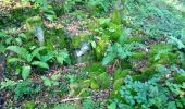 Tour Zu Fuß Mudau - Rundwanderweg Reisenbacher Grund 2 - Photo 6