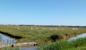 Excursión Bicicleta híbrida Rochefort - Rochefort -les marais-embouchure de la Charente  - Photo 11