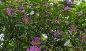 Percorso Marcia Nerville-la-Forêt - Rhododendron - Photo 3