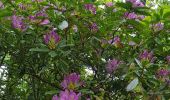 Trail Walking Nerville-la-Forêt - Rhododendron - Photo 3