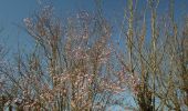Trail Walking Saint-Pierre-des-Fleurs - 20220308-St Pierre des Fleurs - Photo 9