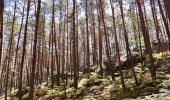 Trail Walking Fontainebleau - Fontainebleau - Photo 2
