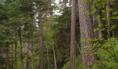 Randonnée Marche Saint-Dié-des-Vosges - Balade autour du Col de la Crenée - Photo 4