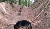 Excursión Senderismo Huy - Huy  les vallons de la soliere - Photo 8